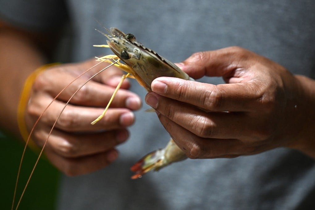 A Michelin-starred chef inspects a locally caught shrimp at a market in Bangkok, Thailand, in 2023. Photo: AFP