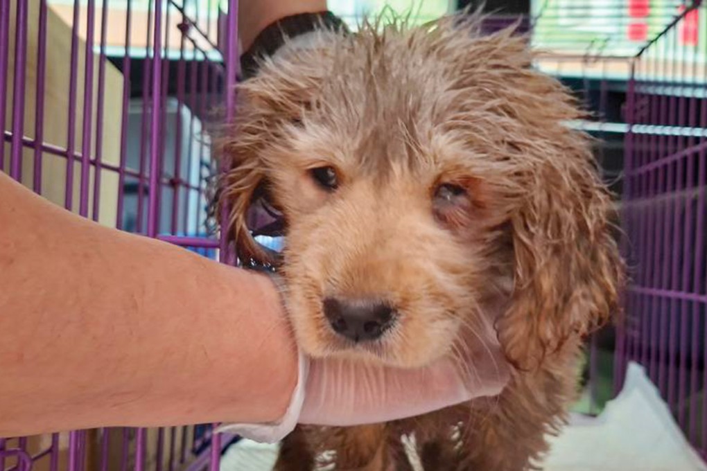 The Golden Retriever pup was rescued but was so ill it had to be put down. Photo: Facebook / SPCA