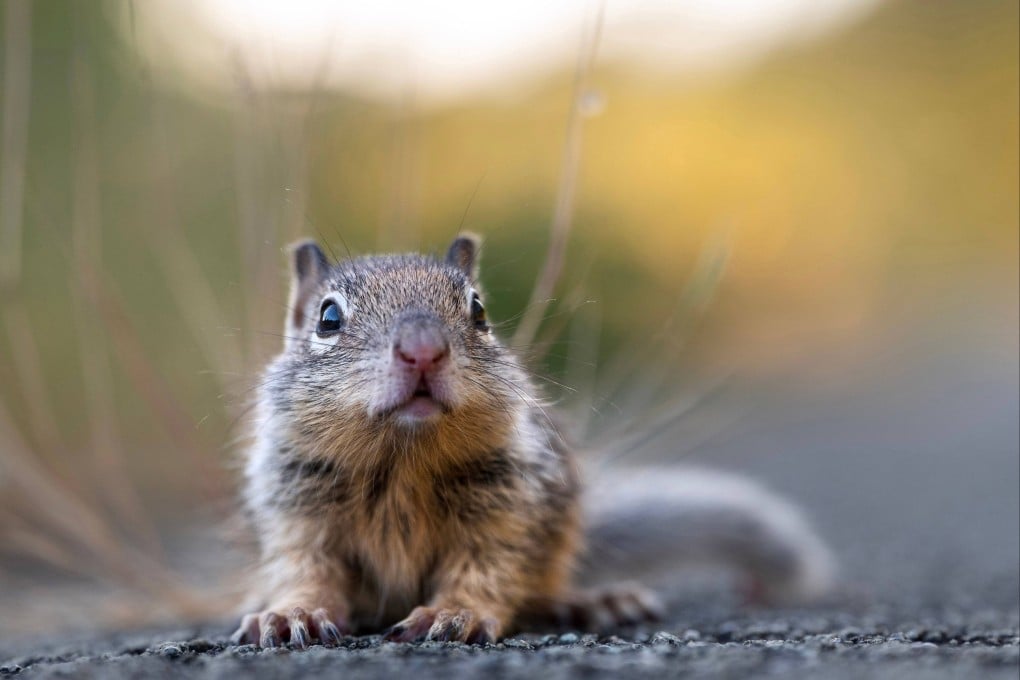 Squirrels pack their burrows with nuts, seeds, leaves, bones, fur and anything else they can find. Photo illustration: dpa