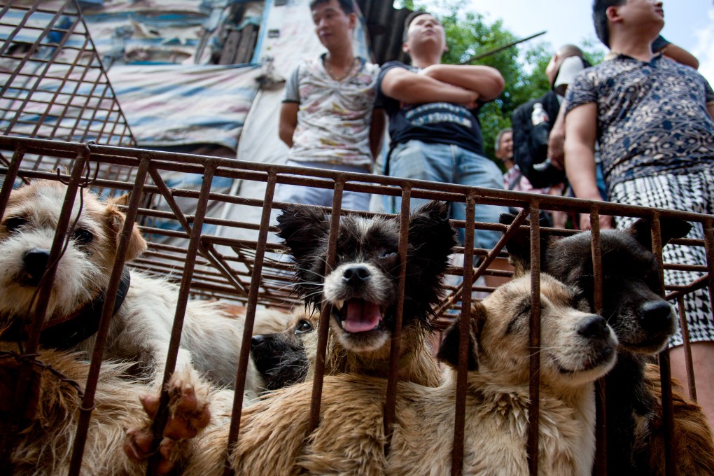 Vendors wait for customers to buy dogs in cages at a market in Yulin, in southern China’s Guangxi province on June 21, 2015.  The city holds an annual festival devoted to the animal’s meat on the summer solstice which has provoked an increasing backlash from animal protection activists.      Photo: AFP/STR