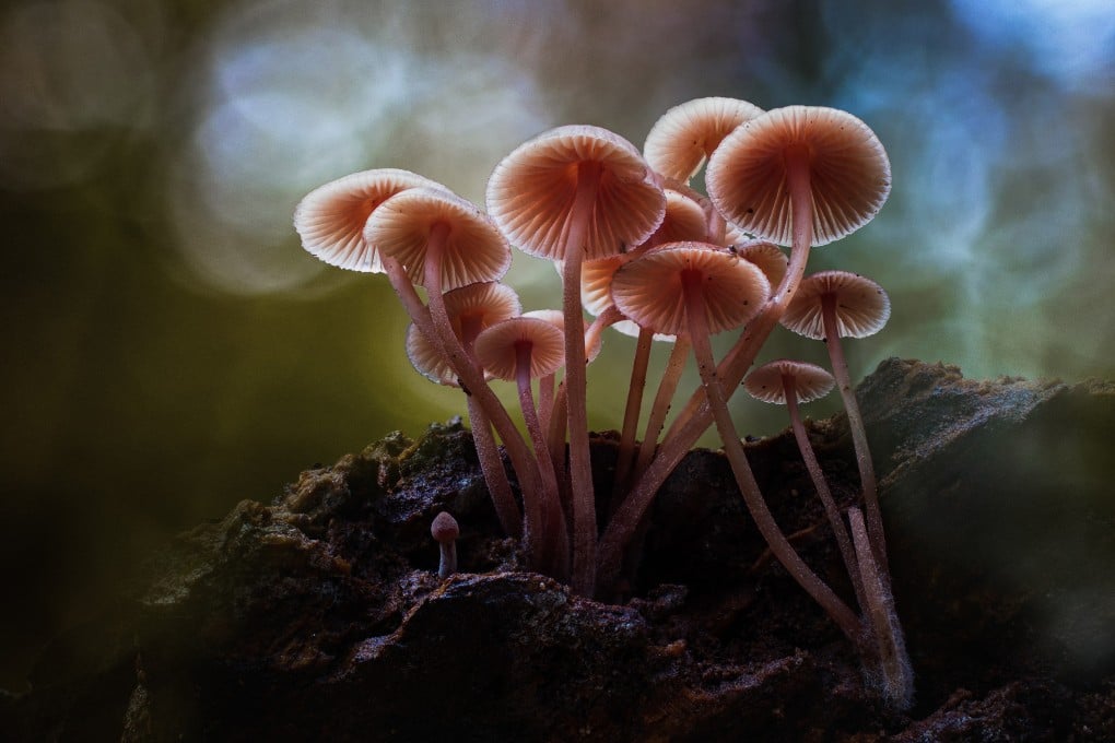 A man in China who mixed magic mushrooms with alcohol then tried to climb down from his high-rise flat was saved by a neighbour in a lower unit. Photo: Shutterstock