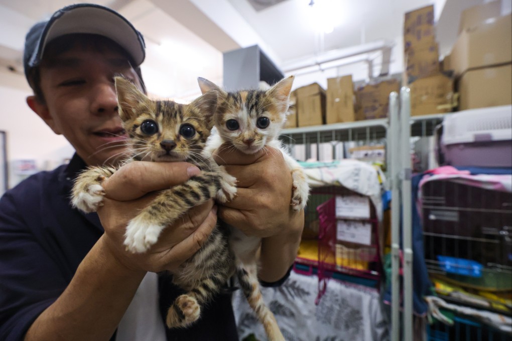Kent Luk Ka-chit, founder and volunteer of Paws Guardian Rescue Shelter, holds up two rescued stray cats at the Paws Guardian Veterinary Centre in Fo Tan on June 2. Photo: Edmond So