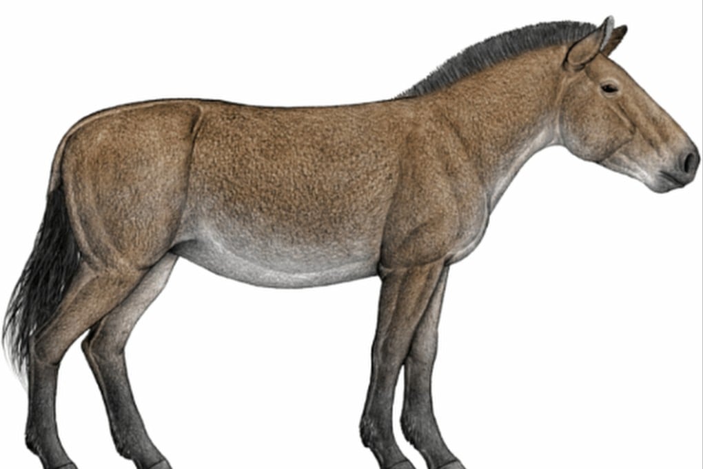 Once dismissed as a local oddity in northeastern China, the Dalian horse carried a distinctive American ancestry and passed it on to ancient horse populations in Siberia, according to researchers. Photo: sciencenet.cn