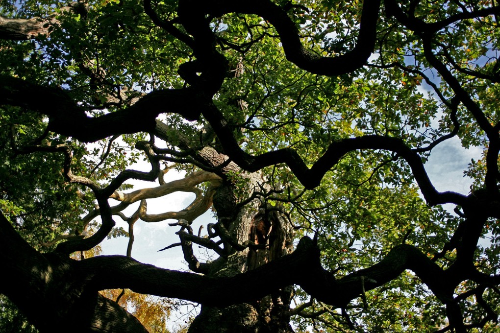 An older photo of the iconic Major Oak tree, the legendary 1,200-year-old hideout of Robin Hood. Photo: AP