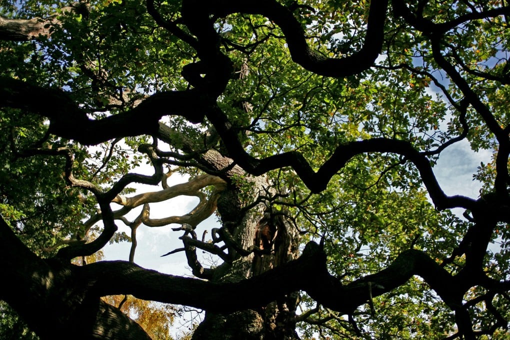 An older photo of the iconic Major Oak tree, the legendary 1,200-year-old hideout of Robin Hood. Photo: AP