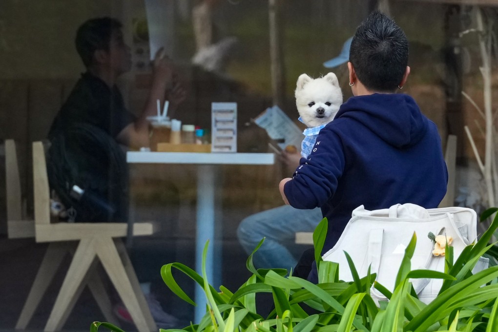 A pet owner walks past a restaurant in Kai Tak on February 3. Photo: Jelly Tse