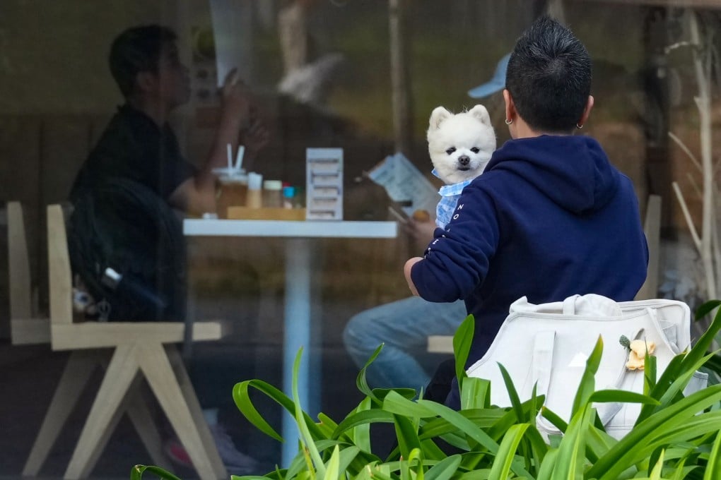 A pet owner walks past a restaurant in Kai Tak on February 3. Photo: Jelly Tse