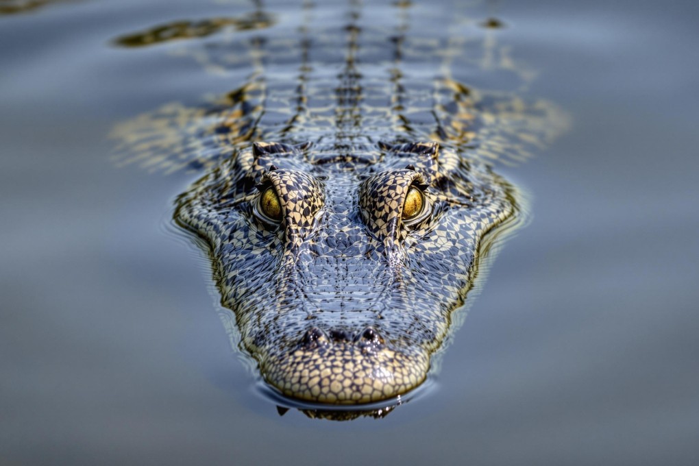 A file photo of a crocodile. A child suffered serious injuries while in a crocodile enclosure, police said. Photo: Shutterstock