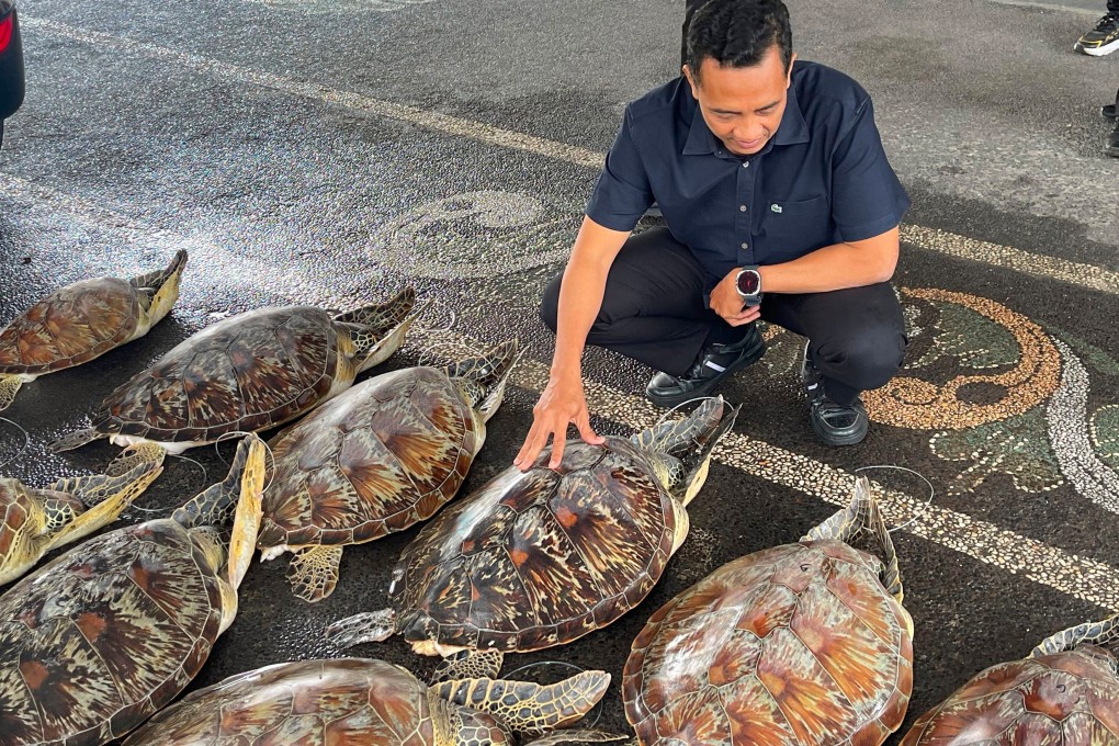 A police officer inspects live green sea turtles seized from a trafficker in Denpasar, Bali, on Friday. Photo: Bali Regional Police/AP