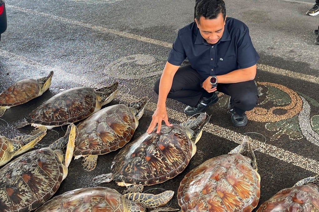 A police officer inspects live green sea turtles seized from a trafficker in Denpasar, Bali, on Friday. Photo: Bali Regional Police/AP
