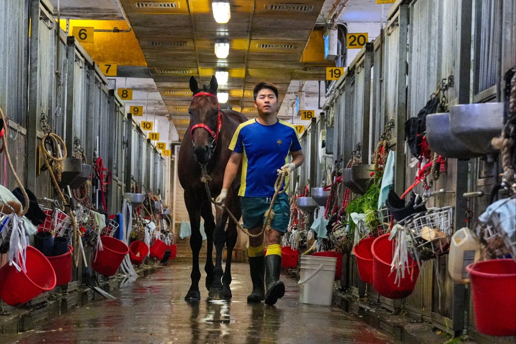 Henry Chan, a stable assistant who works with Romantic Warrior under trainer Danny Shum, helps with the daily training of horses at Sha Tin. Photo: May Tse