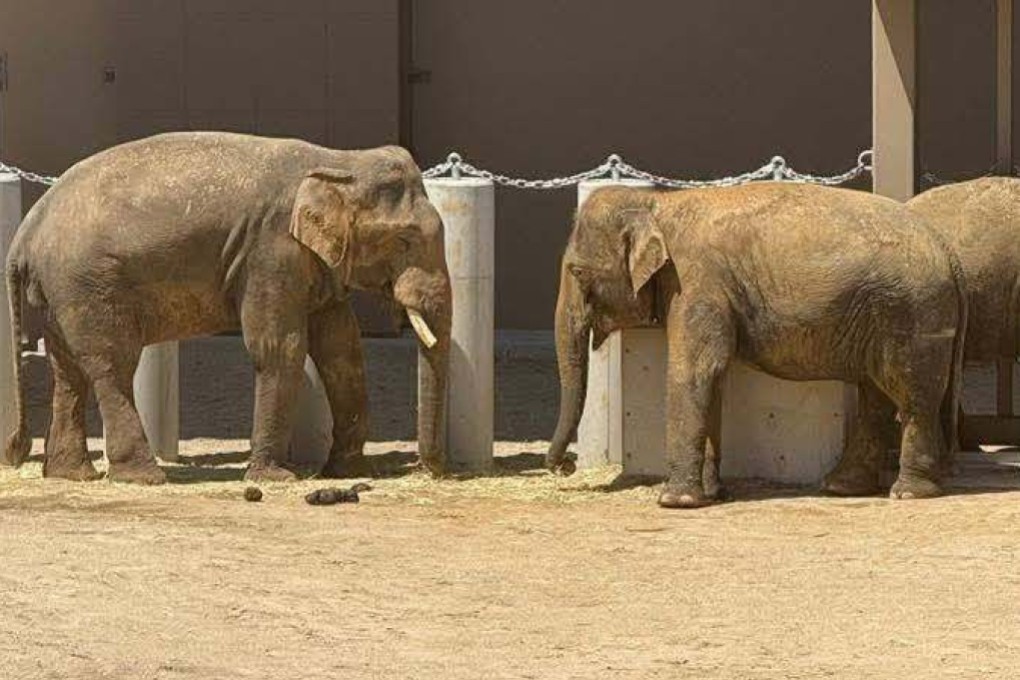 Three elephants that were previously from Malaysia stand in their enclosure at the Tennoji Zoo in Osaka. Photo: Facebook/The Patriot Studio