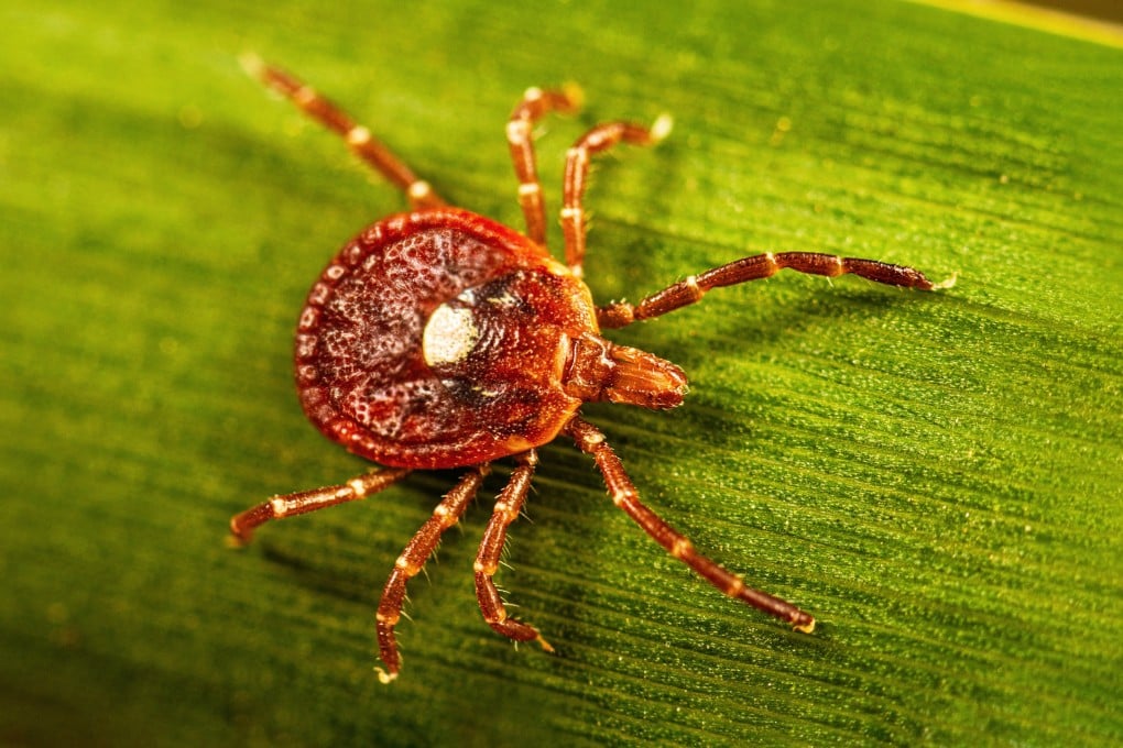 The lone star tick is one of the species whose bite is known to cause alpha-gal syndrome. Photo: US Centres for Disease Control via AP