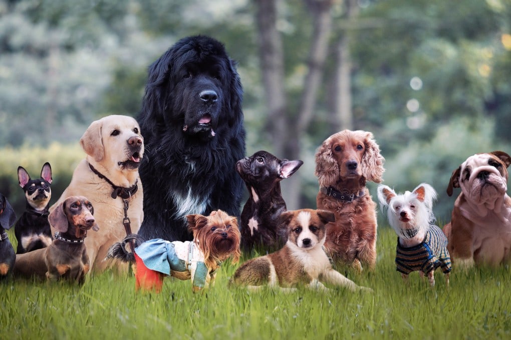 A new pet economy has emerged in China’s big cities, allowing people to rent dogs by the hour through an online programme. Photo: Shutterstock