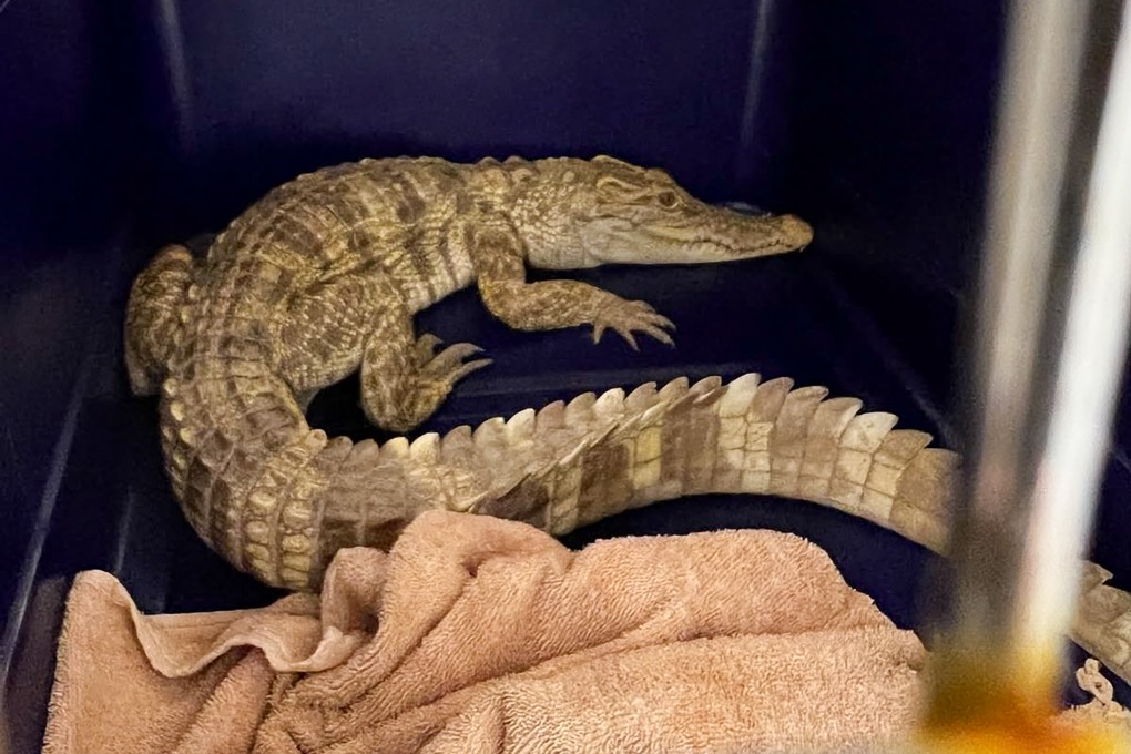A juvenile crocodile was found injured at a residential building on Wednesday afternoon. Photo: Handout