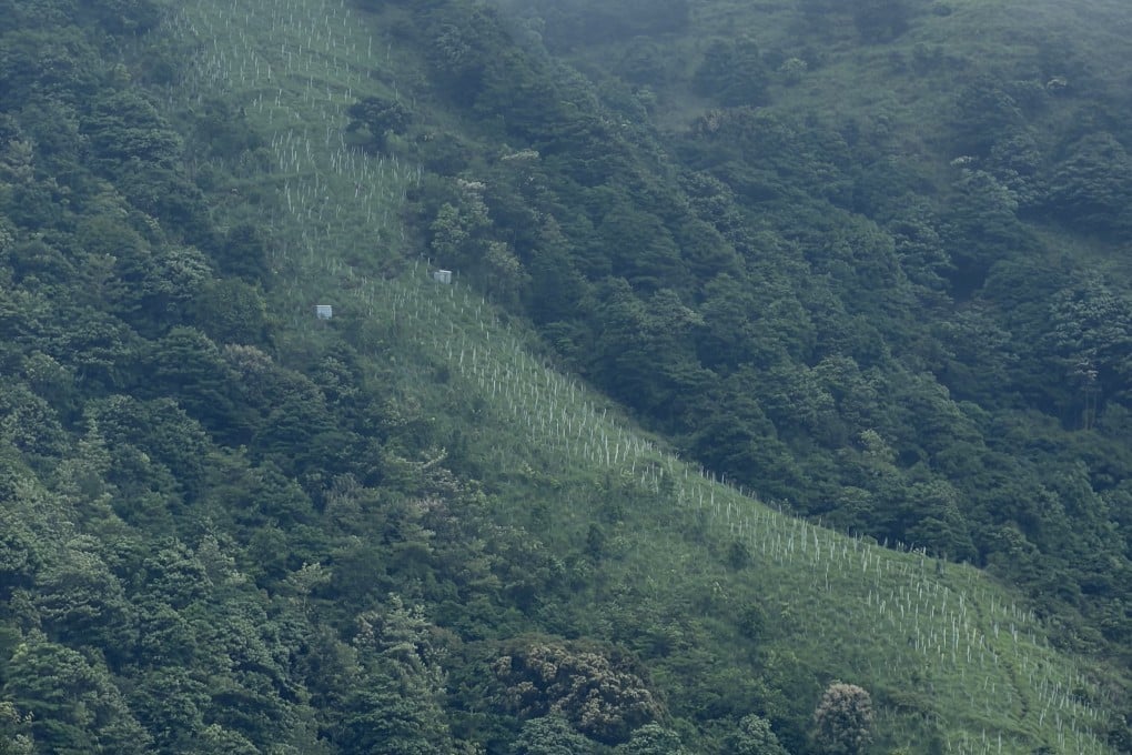 One of Tai Mo Shan’s burn scars snakes across the slope, with green undergrowth growing on top of the burn site as part of Kadoorie Farm’s restoration efforts. White tree guards line the slope. Photo: Emma White