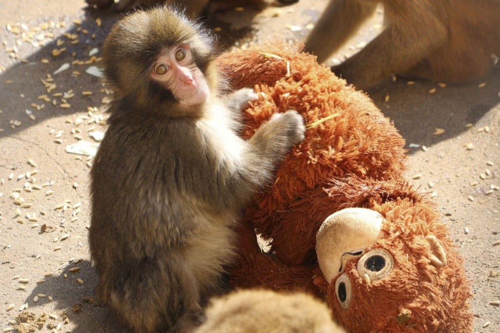 Punch, a baby Japanese macaque, with the orangutan plushie he received after being abandoned by his mother. Photo: Kyodo