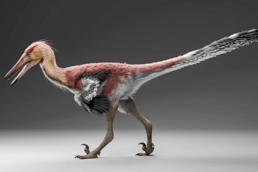 Kank australis was a carnivorous dinosaur that walked on two legs and lived around 70 million years ago. Illustration: Gabriel Diaz Yanten