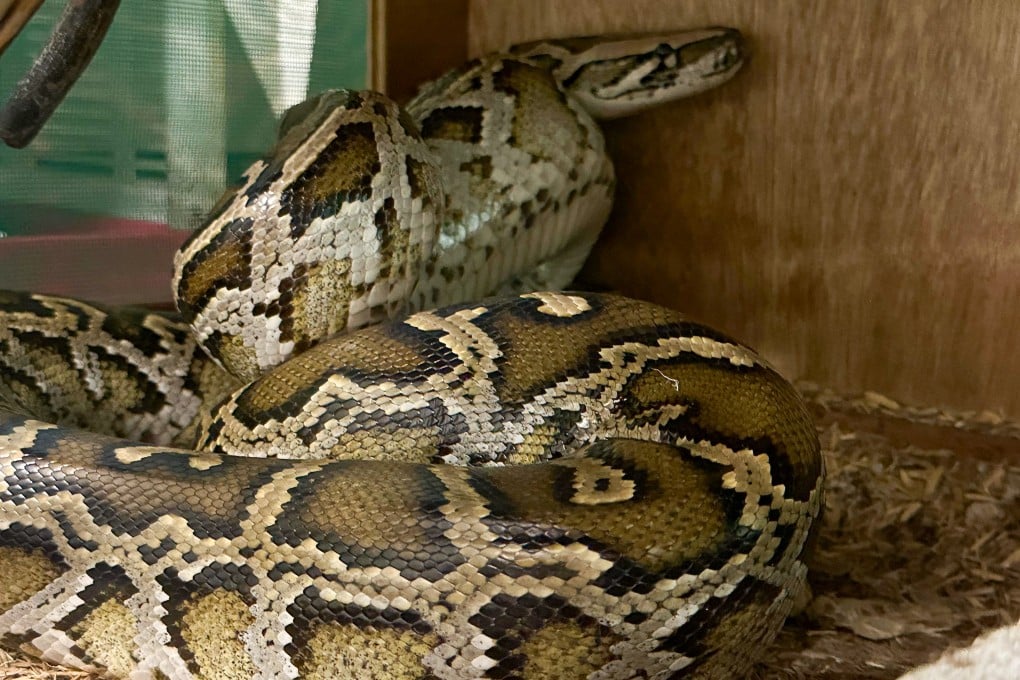 A rescued snake is seen after the Agriculture, Fisheries and Conservation Department and the Hong Kong Police Force mounted a joint raid on a Sham Shui Po flat with dozens of wild animals on June 25. Photo: Handout