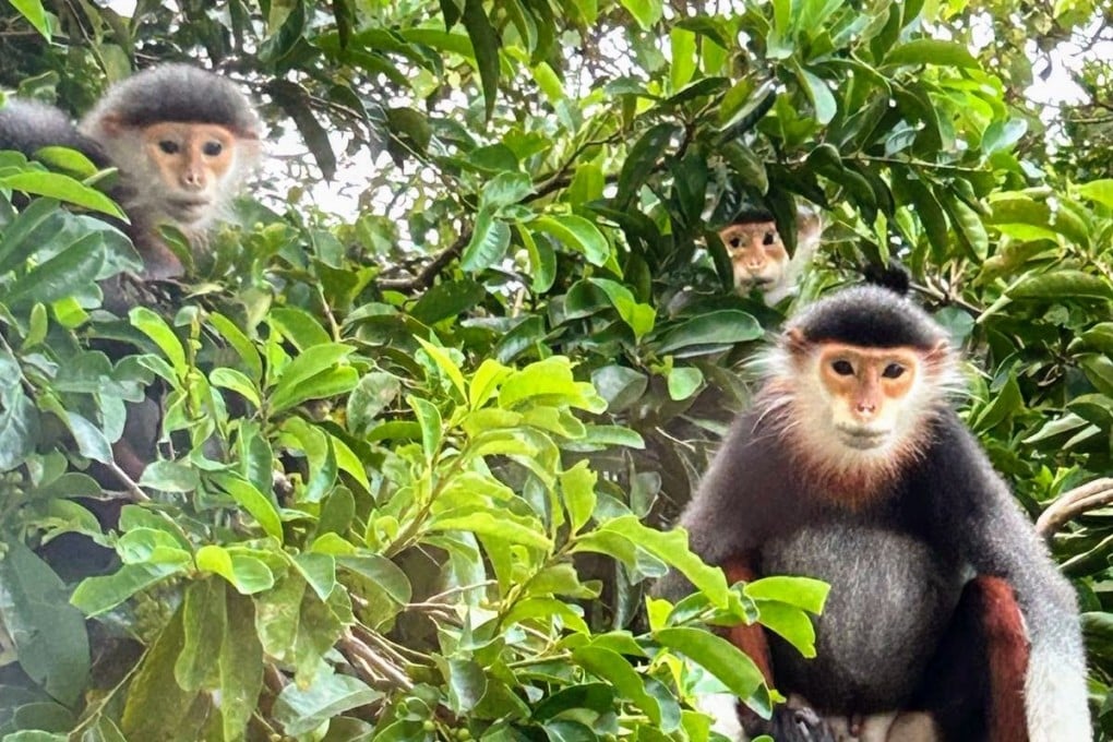 Red-shanked douc langurs sit in a tree on Da Nang’s Son Tra Peninsula. The nature spot, known as “Monkey Mountain”, is home to two-thirds of the world’s population of the endangered monkeys. Photo: John Hamilton