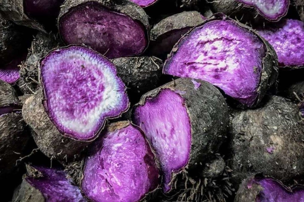 “Ubi kinampay” is especially prized for its distinctive taste and aroma. Photo: Facebook/National Museum of the Philippines Bohol