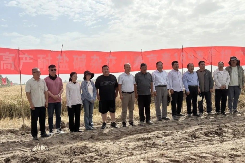 The results of the Jingmai 189 harvest are encouraging, according to an expert group assessing the crop. Photo: Institute of Hybrid Wheat Research