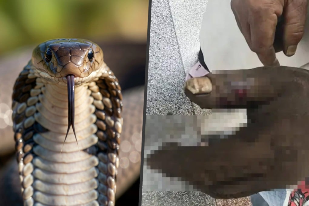 After a cobra bite turned a farmer’s hand black, his wife attempted to suck out the venom, only to poison herself in the process. Photo: SCMP composite/Shutterstock/Sohu
