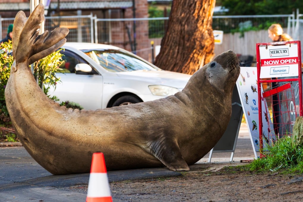 Neil, a 1,000kg elephant seal, moves through a public area in Tasmania on Saturday. Photo: Sam Volker Photography/AP