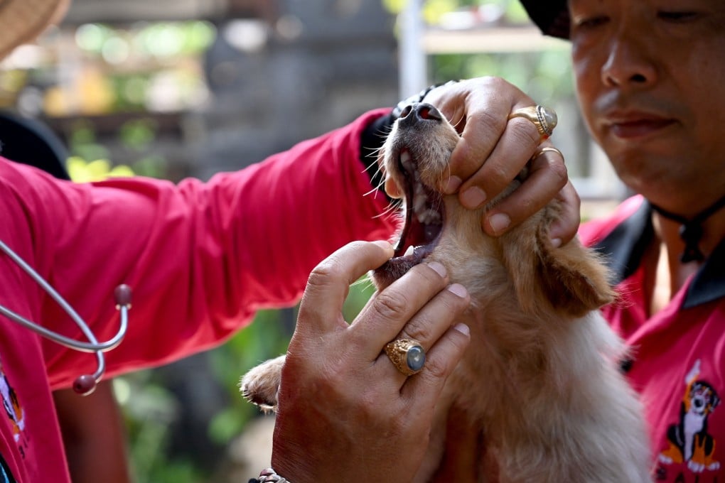 A health worker prepares to vaccinate a dog against rabies in Badung regency, Bali, Indonesia. Photo: AFP