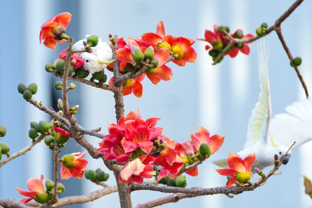 Cockatoos perch on the branch of a blooming cotton tree and feed on flowers in Admiralty on March 18. Photo: Karma Lo