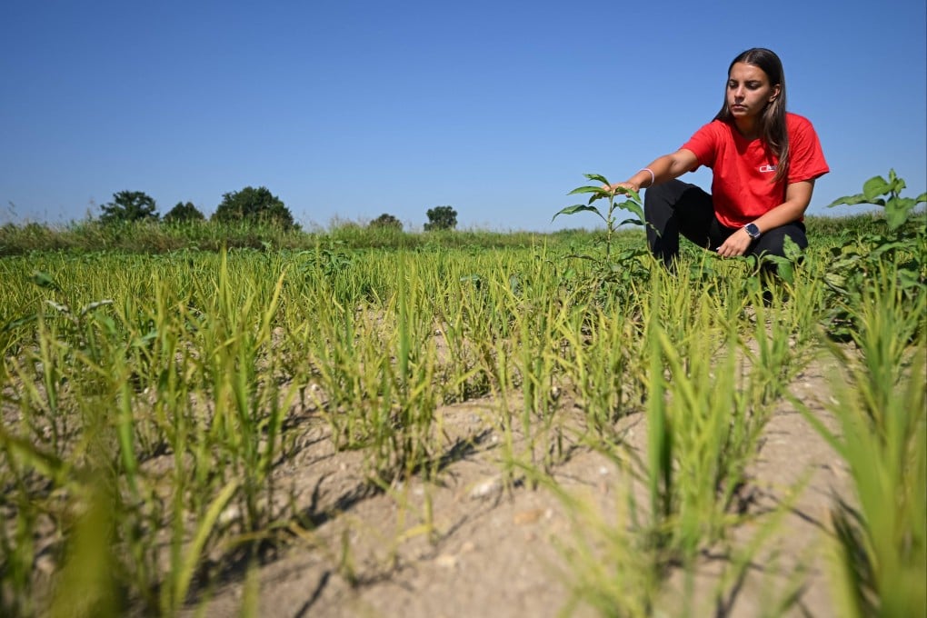 Farmer Sharon Angoli, 22, inspects rice plants struggling to grow in a paddy field overrun by weeds during a drought in Torre Beretti, near Pavia, Italy, on Friday. Photo: AFP