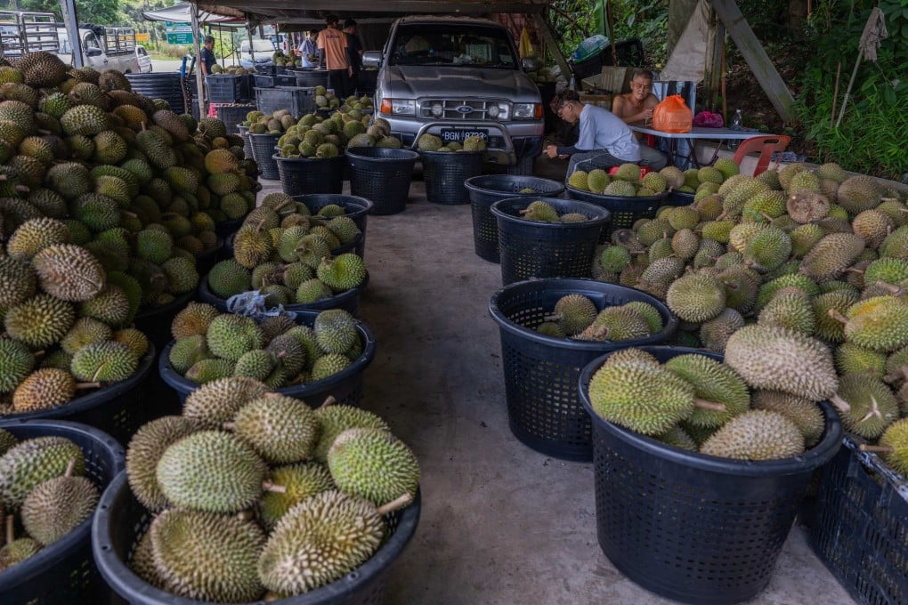 Durian wholesalers wait for customers at a roadside stall in Malaysia’s Pahang state on June 23. Photo: AFP