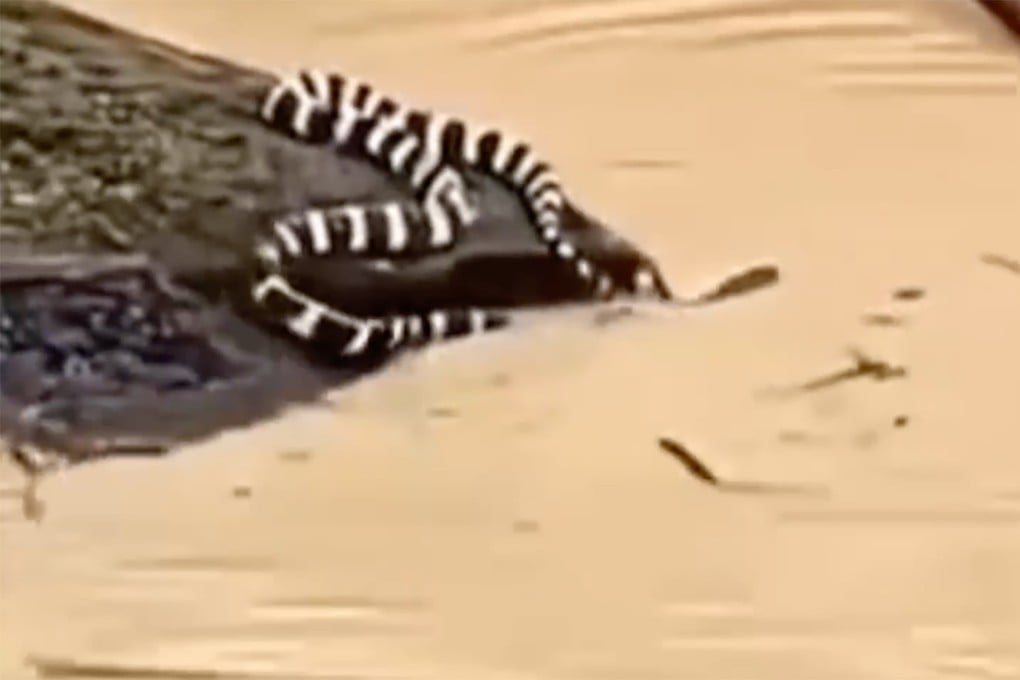 Hundreds of snakes escaped a flooded snake farm in Guangxi. Photo: Weibo