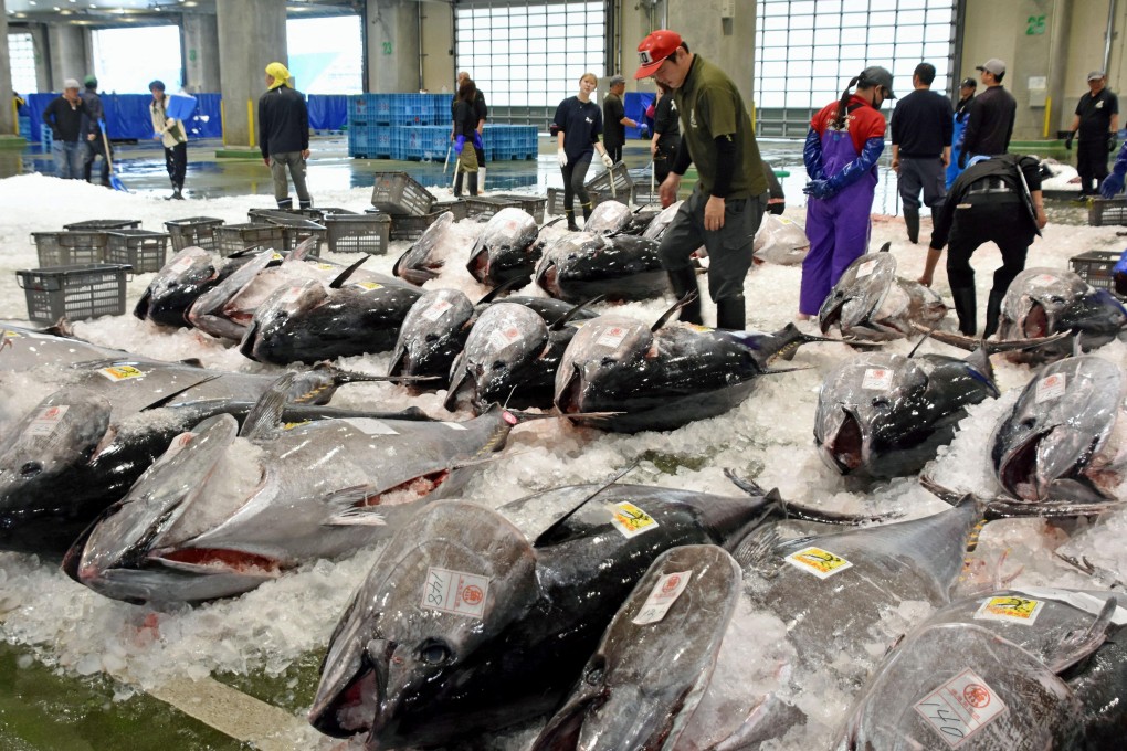 Bluefin tuna are lined up for auction at a port in Sakaiminato, Japan’s Tottori prefecture, on May 20. Photo: Kyodo via Reuters