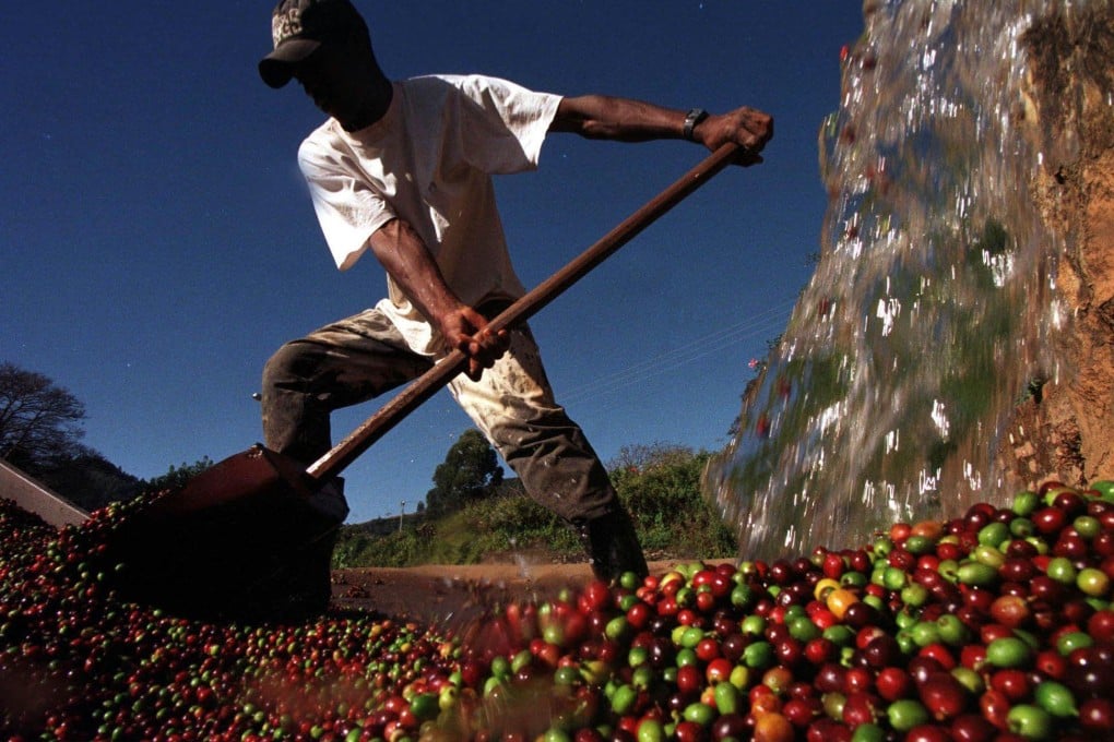 A worker washes coffee beans at a plantation near Pocos de Caldas, Brazil. Brazilian coffee exporters now sell most of their produce to Europe. Photo: AP