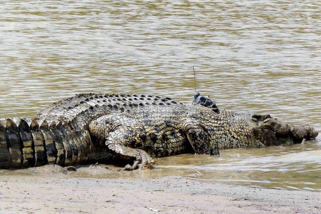 A crocodile fitted with a satellite tag enters the Kinabatangan River in Malaysia’s Sabah state. Photo: Danau Girang Field Centre/AFP