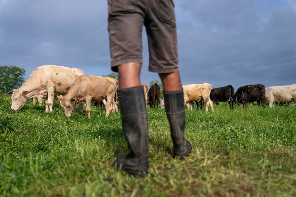 Cattle graze on a ranch in Lufkin, Texas, in April 2023. Photo: AP