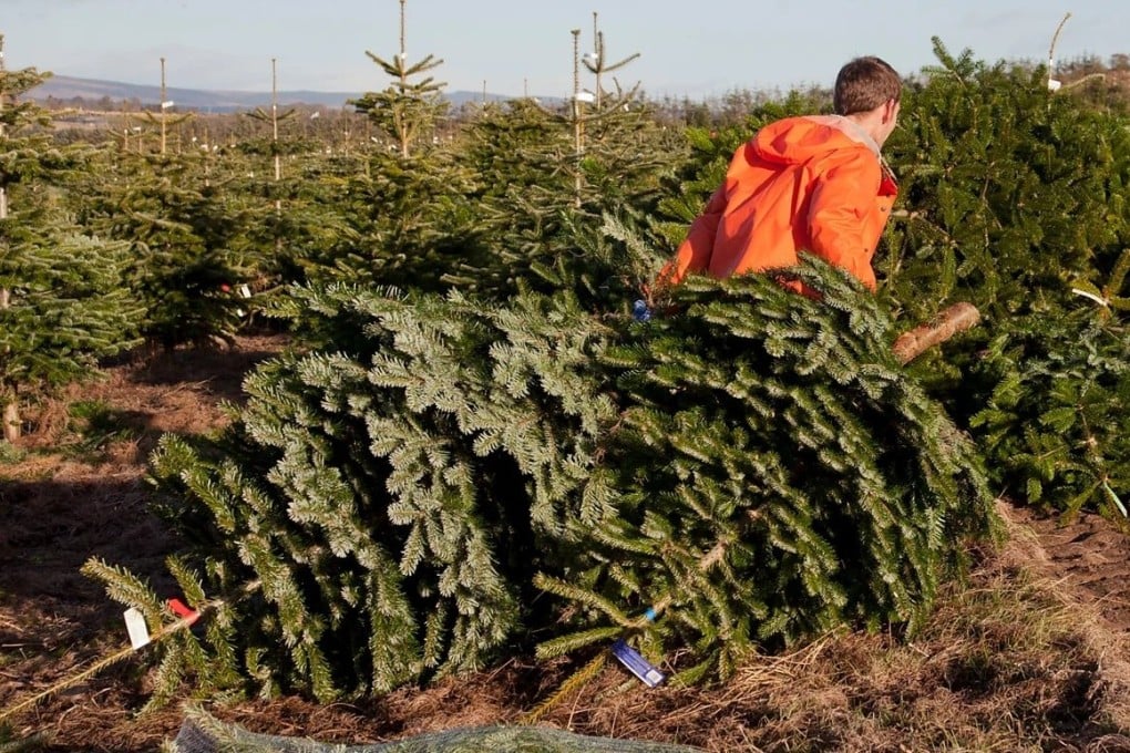 American Christmas tree growers argue that lower-priced artificial Christmas trees imported from China threaten family farms. Photo: Getty Images