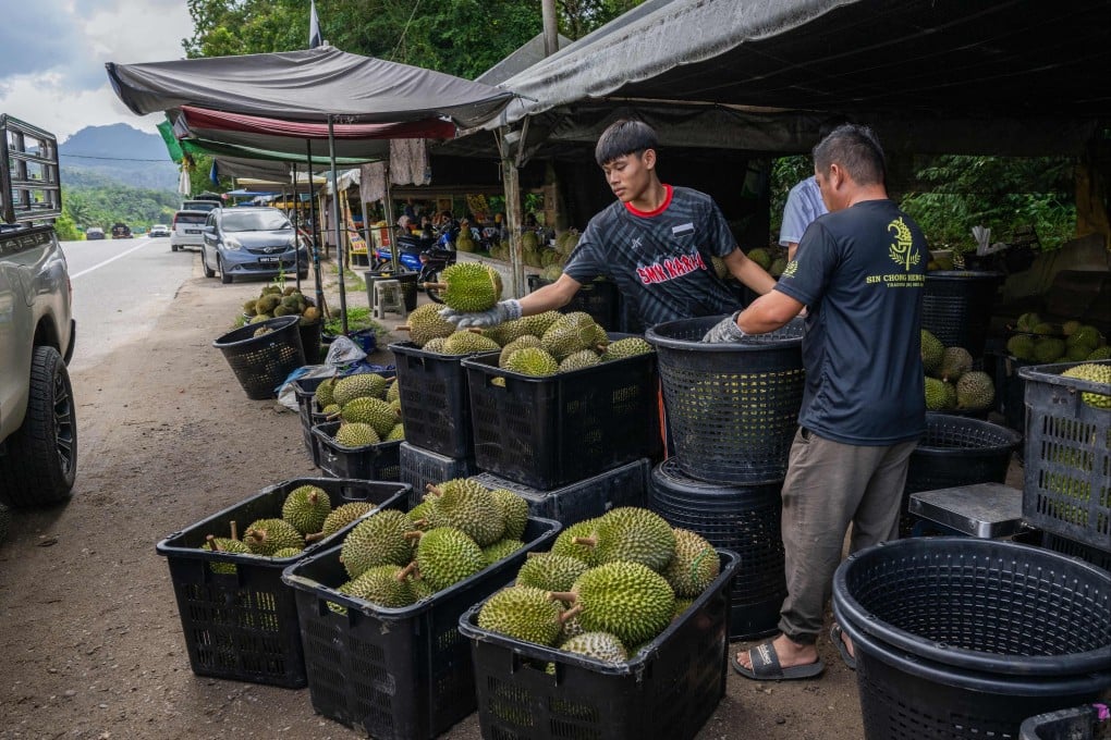 Vendors sort durians at a roadside stall in Karak, Malaysia’s Pahang state, last month. Photo: AFP