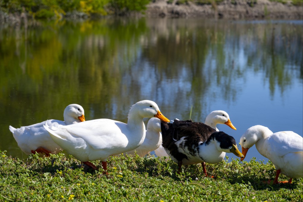 White Pekin ducks, the breed behind most of the world’s commercial ducks. Photo: Shutterstock