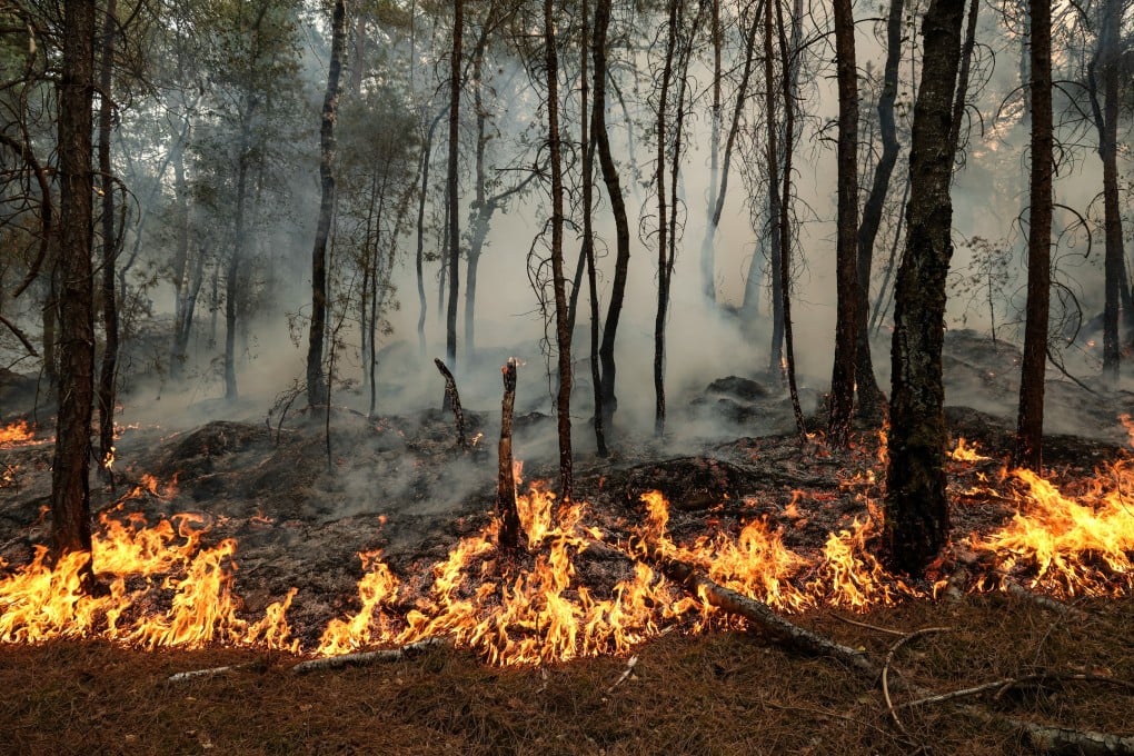 A patch of burned forest as firefighters work to extinguish a fire in Fontainebleau Forest, Noisy-sur-Ecole, France on Monday. Photo: EPA