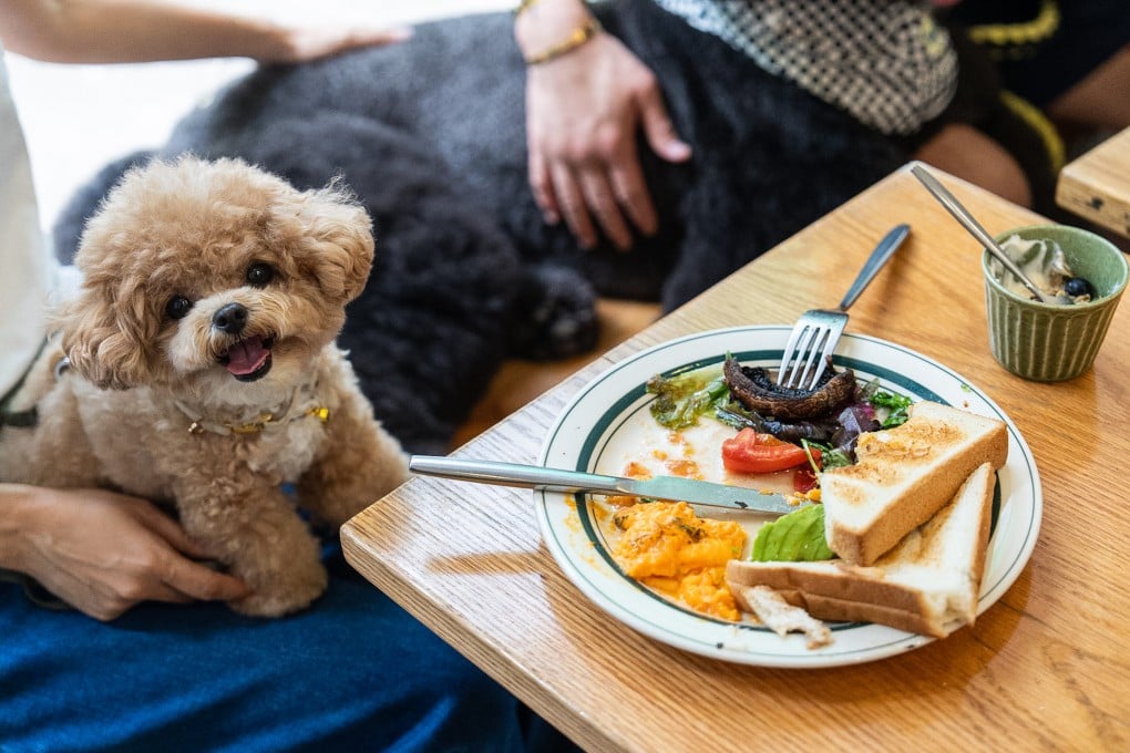 A dog sits on its owner at a dining table inside the Wan Land Cafe on June 9, the first day dogs are legally permitted in restaurants in Hong Kong. Photo: AP