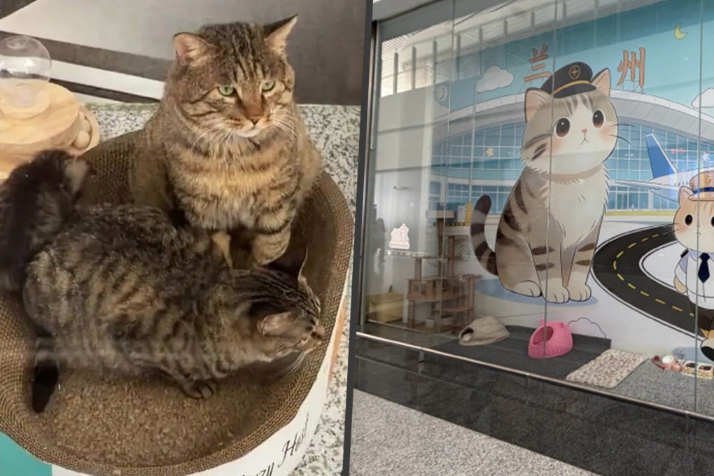 Lanzhou Airport warmed hearts across social media by building a cozy, custom home for three stray cats. Photo: SCMP composite/Weibo