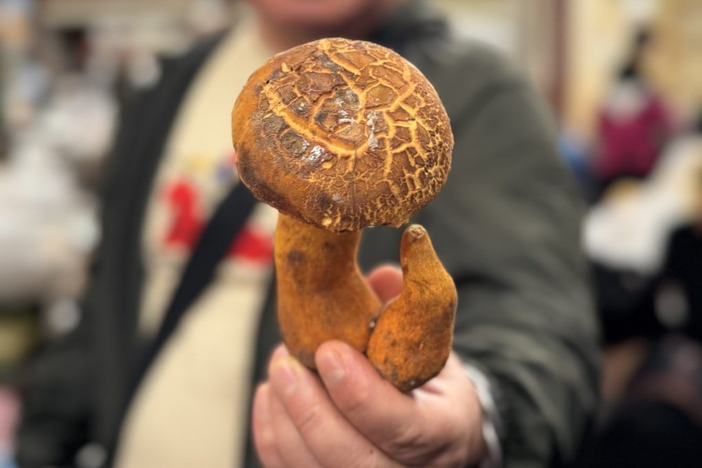 Liu Xin, chef-owner of Yunnan restaurant Hong 0871, holds a yellow bolete mushroom. He says there are more than 1,000 species of edible wild mushrooms in Yunnan, China. Photo: Evelyn Chen
