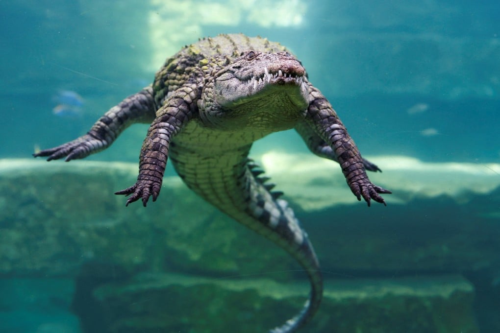 A crocodile dives behind the glass of an aquarium at the Dubai Crocodile Park in Dubai, United Arab Emirates, in May 2023. Photo: Reuters