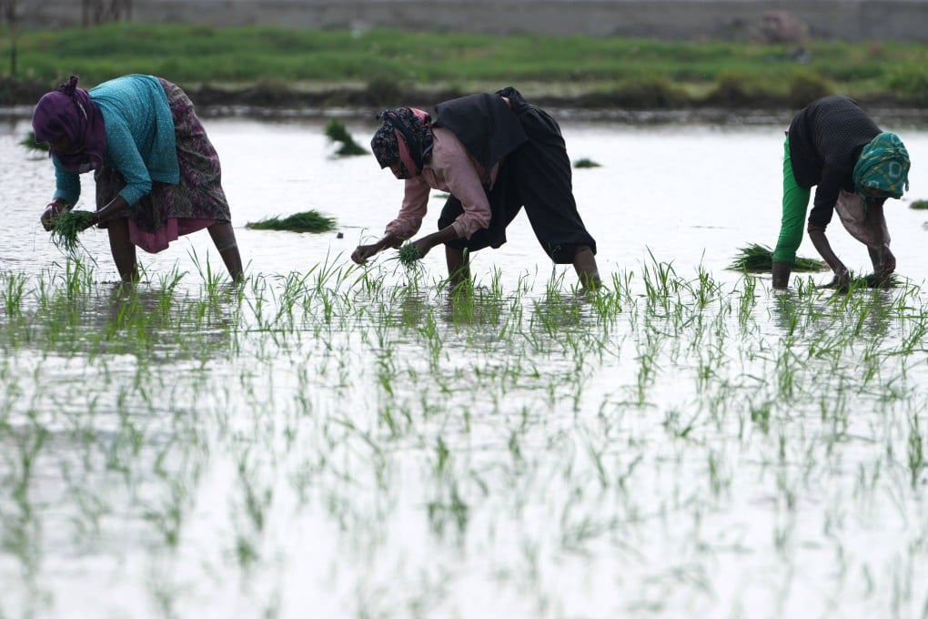 Indian farm workers replant paddy saplings after monsoon rains in the outskirts of Ahmedabad, India on July 10. Photo: AP