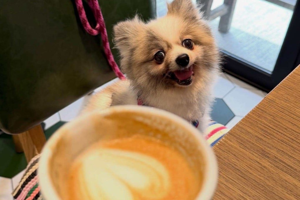 Dogs are welcome to join their owners in Bonza! by Waffling Beans. Read on for other places to take your furry friend in Hong Kong. Photo: Instagram/pom.chikiwi