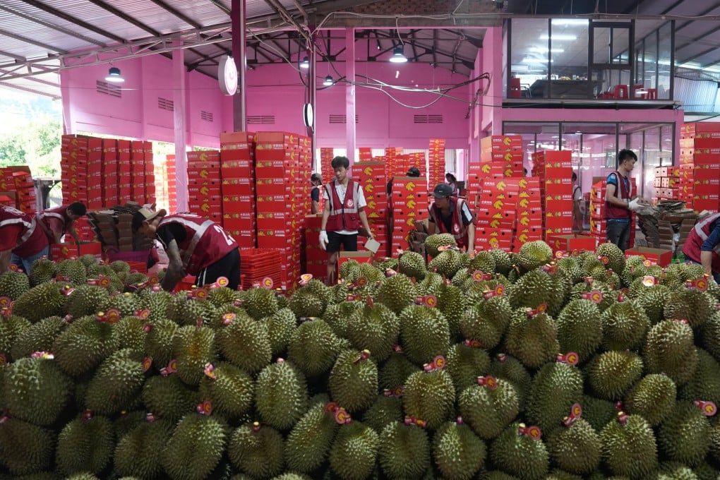 Workers process durians for export to China in Lam Dong, Vietnam, as Southeast Asian exporters offloaded a glut of the pungent, spiky fruit, sparking a drop in prices. Photo: Xinhua