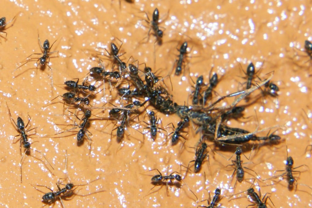 Under South Korean law, only 10 insect species are approved for human consumption, excluding black ants. Photo: Shutterstock