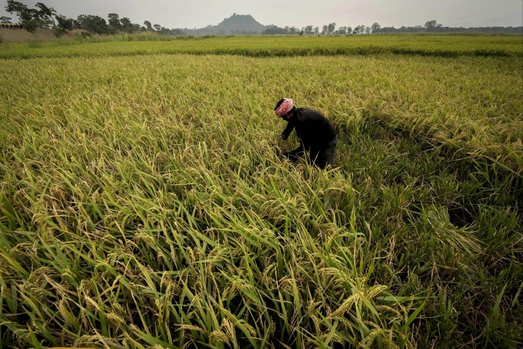 A farmer harvests rice crop in a paddy field on the outskirts of Guwahati, India. Experts are warning that rice production across South and Southeast Asia may be disrupted, with an El Nino developing later this year that could rank among the largest since records began. Photo: AP/File photo